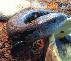 Blue Tongue Skink